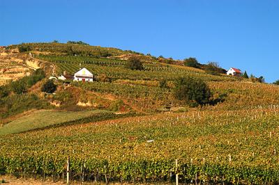 Szőlőültetvények Tokaj határában-stock-foto