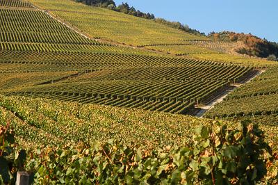 Szőlőültetvények Tokaj határában-stock-foto