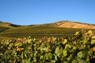Szőlőültetvények Tokaj határában-stock-foto
