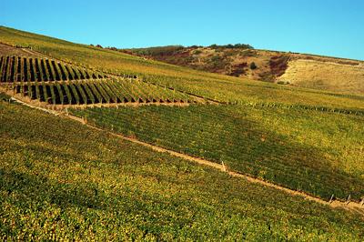 Szőlőültetvények Tokaj határában-stock-foto