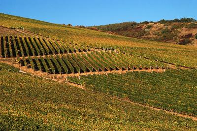 Szőlőültetvények Tokaj határában-stock-foto