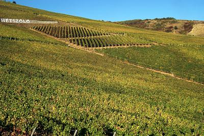 Szőlőültetvények Tokaj határában-stock-foto