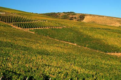 Szőlőültetvények Tokaj határában-stock-foto