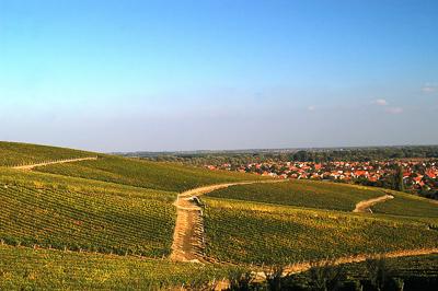 Szőlőültetvények Tokaj határában-stock-foto