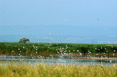 A Fertő-tó Fertőrákos határában-stock-foto