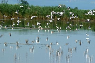 A Fertő-tó Fertőrákos határában-stock-foto