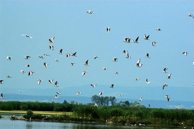 A Fertő-tó Fertőrákos határában-stock-foto