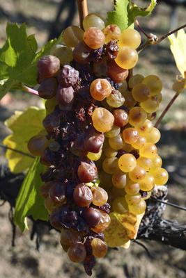 Tokaj hegyaljai szõlõ ültetvény õsszel-stock-foto