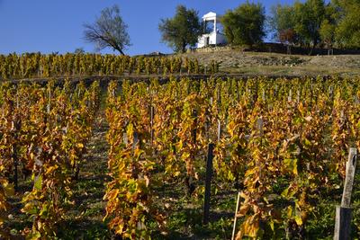 Tokaj hegyaljai szõlõ ültetvény õsszel-stock-foto