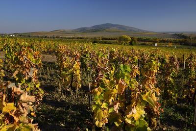 Tokaj hegyaljai szõlõ ültetvény õsszel-stock-foto