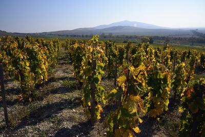 Tokaj hegyaljai szõlõ ültetvény õsszel-stock-foto