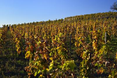 Tokaj hegyaljai szõlõ ültetvény õsszel-stock-foto