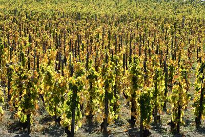 Tokaj hegyaljai szõlõ ültetvény õsszel-stock-foto