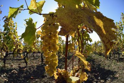 Tokaj hegyaljai szõlõ ültetvény õsszel-stock-foto