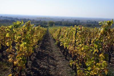 Tokaj hegyaljai szõlõ ültetvény õsszel-stock-foto