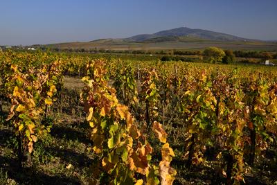 Tokaj hegyaljai szõlõ ültetvény õsszel-stock-foto