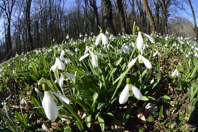 Hóvirág mezõ az Alcsútdobozi Arborétumban-stock-foto