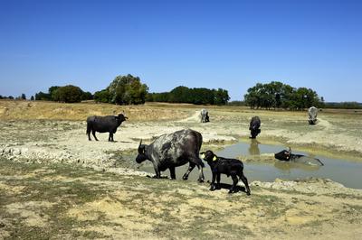 Kápolna- pusztai bivaly rezervátum-stock-foto