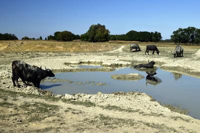 Kápolna- pusztai bivaly rezervátum-stock-foto