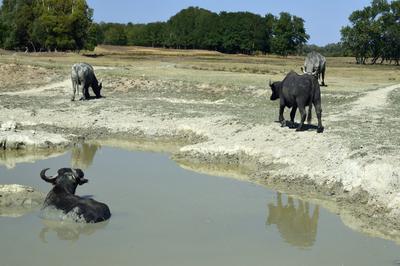Kápolna- pusztai bivaly rezervátum-stock-foto