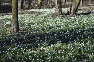 Hóvirág mezõ az Alcsútdobozi Arborétumban-stock-foto