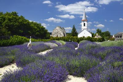 Levendárium Dörgicsén-stock-foto
