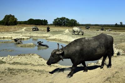Kápolna- pusztai bivaly rezervátum-stock-foto