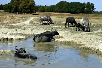 Kápolna- pusztai bivaly rezervátum-stock-foto