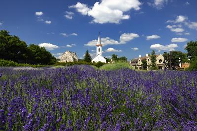 Levendárium Dörgicsén-stock-foto