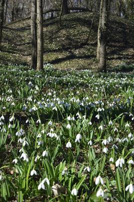 Hóvirág mezõ az Alcsútdobozi Arborétumban-stock-foto