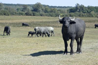 Kápolna- pusztai bivaly rezervátum-stock-foto