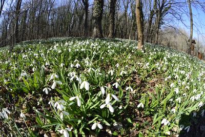 Hóvirág mezõ az Alcsútdobozi Arborétumban-stock-foto