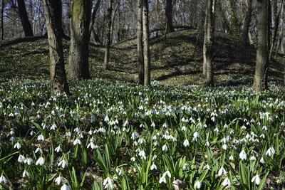 Hóvirág mezõ az Alcsútdobozi Arborétumban-stock-foto