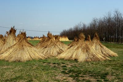 Homokbuckák Fülöpháza határában. A Homokhátság buckavonulatai csak néhány tíz méterrel magasodnak a Duna és Tisza-völgy fölé. A homokterületek az Õs-Duna hordalékkúpjainak maradványa. A szinte érintetlen állapotban levõ homokbuckás-stock-foto