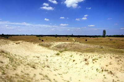Homokbuckák Fülöpháza határában. A Homokhátság buckavonulatai csak néhány tíz méterrel magasodnak a Duna és Tisza-völgy fölé. A homokterületek az Õs-Duna hordalékkúpjainak maradványa. A szinte érintetlen állapotban levõ homokbuckás-stock-foto