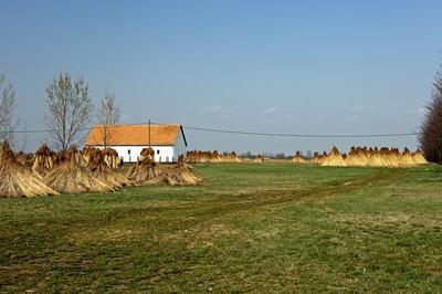 Homokbuckák Fülöpháza határában. A Homokhátság buckavonulatai csak néhány tíz méterrel magasodnak a Duna és Tisza-völgy fölé. A homokterületek az Õs-Duna hordalékkúpjainak maradványa. A szinte érintetlen állapotban levõ homokbuckás-stock-foto