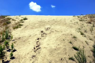 Homokbuckák Fülöpháza határában. A Homokhátság buckavonulatai csak néhány tíz méterrel magasodnak a Duna és Tisza-völgy fölé. A homokterületek az Õs-Duna hordalékkúpjainak maradványa. A szinte érintetlen állapotban levõ homokbuckás-stock-foto