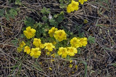 Homokbuckák Fülöpháza határában. A Homokhátság buckavonulatai csak néhány tíz méterrel magasodnak a Duna és Tisza-völgy fölé. A homokterületek az Õs-Duna hordalékkúpjainak maradványa. A szinte érintetlen állapotban levõ homokbuckás-stock-foto