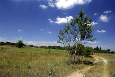 Homokbuckák Fülöpháza határában. A Homokhátság buckavonulatai csak néhány tíz méterrel magasodnak a Duna és Tisza-völgy fölé. A homokterületek az Õs-Duna hordalékkúpjainak maradványa. A szinte érintetlen állapotban levõ homokbuckás-stock-foto