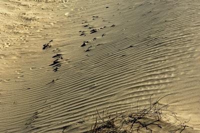 Homokbuckák Fülöpháza határában. A Homokhátság buckavonulatai csak néhány tíz méterrel magasodnak a Duna és Tisza-völgy fölé. A homokterületek az Õs-Duna hordalékkúpjainak maradványa. A szinte érintetlen állapotban levõ homokbuckás-stock-foto