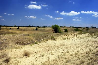 Homokbuckák Fülöpháza határában. A Homokhátság buckavonulatai csak néhány tíz méterrel magasodnak a Duna és Tisza-völgy fölé. A homokterületek az Õs-Duna hordalékkúpjainak maradványa. A szinte érintetlen állapotban levõ homokbuckás-stock-foto
