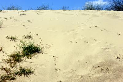 Homokbuckák Fülöpháza határában. A Homokhátság buckavonulatai csak néhány tíz méterrel magasodnak a Duna és Tisza-völgy fölé. A homokterületek az Õs-Duna hordalékkúpjainak maradványa. A szinte érintetlen állapotban levõ homokbuckás-stock-foto