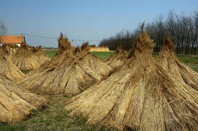 Homokbuckák Fülöpháza határában. A Homokhátság buckavonulatai csak néhány tíz méterrel magasodnak a Duna és Tisza-völgy fölé. A homokterületek az Õs-Duna hordalékkúpjainak maradványa. A szinte érintetlen állapotban levõ homokbuckás-stock-foto