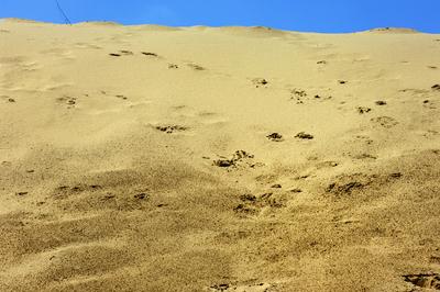 Homokbuckák Fülöpháza határában. A Homokhátság buckavonulatai csak néhány tíz méterrel magasodnak a Duna és Tisza-völgy fölé. A homokterületek az Õs-Duna hordalékkúpjainak maradványa. A szinte érintetlen állapotban levõ homokbuckás-stock-foto