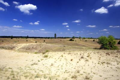 Homokbuckák Fülöpháza határában. A Homokhátság buckavonulatai csak néhány tíz méterrel magasodnak a Duna és Tisza-völgy fölé. A homokterületek az Õs-Duna hordalékkúpjainak maradványa. A szinte érintetlen állapotban levõ homokbuckás-stock-foto