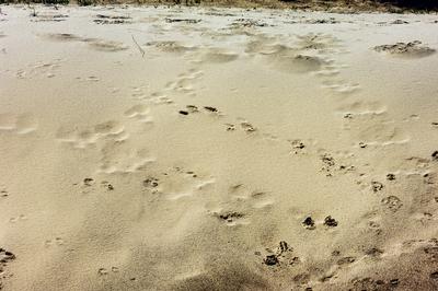 Homokbuckák a Kiskunságban-stock-foto