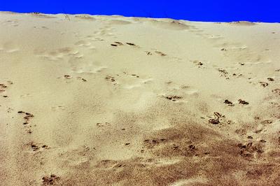 Homokbuckák a Kiskunságban-stock-foto