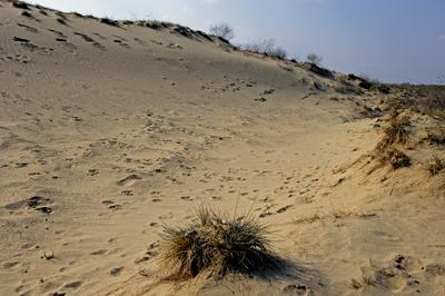 Homokbuckák a Kiskunságban-stock-foto