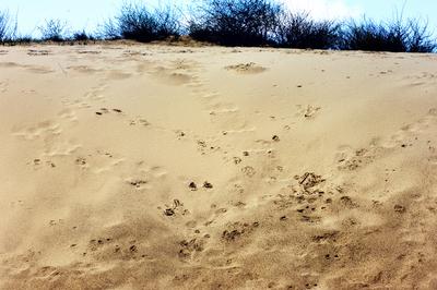 Homokbuckák a Kiskunságban-stock-foto