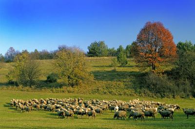 Birkanyáj-stock-photo